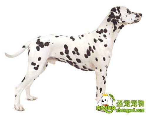 如何喂养大麦町犬