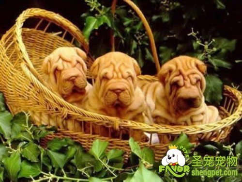 如何喂养未断奶的幼犬