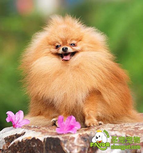 抱狗狗时的正确方法