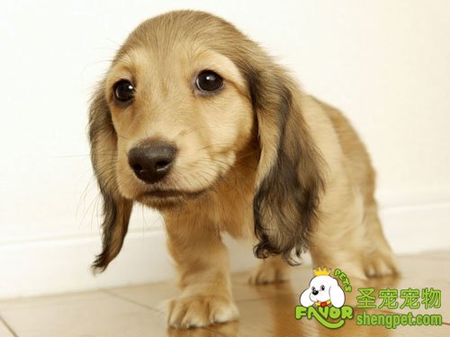 幼龄犬的饲养方法