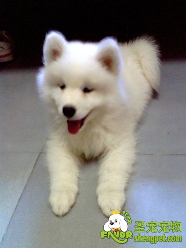 治疗狗狗皮肤病的一点心得交流