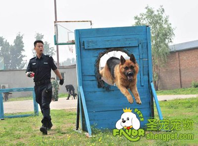 警犬