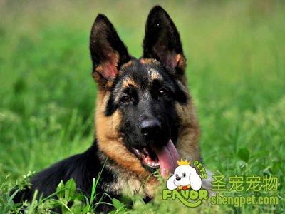 德国牧羊犬