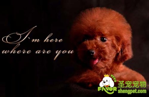 十大养宠物的理由