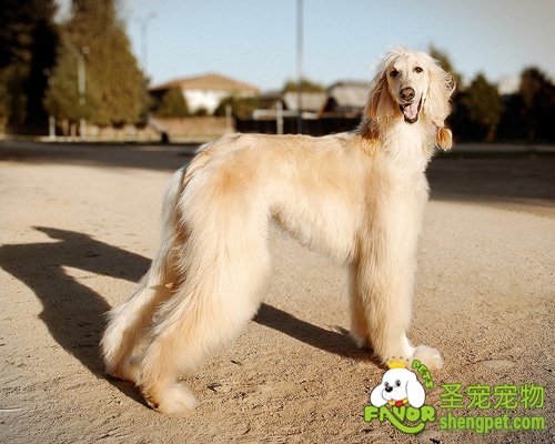 讲述阿富汗犬的生育历史