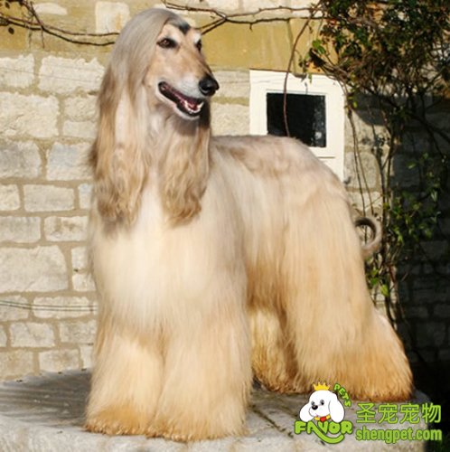 阿富汗犬的饲养方法