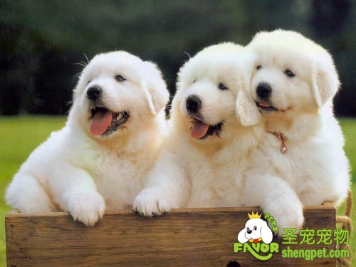 让狗狗健康的几点基本事项