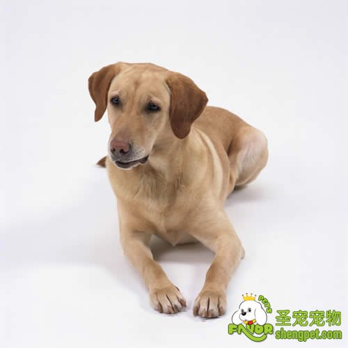 狗狗犬疱疹病毒感染的诊断和治疗