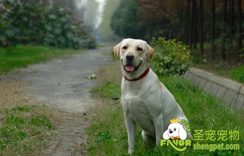 狗狗真菌性皮肤病（霉菌）的全面介绍
