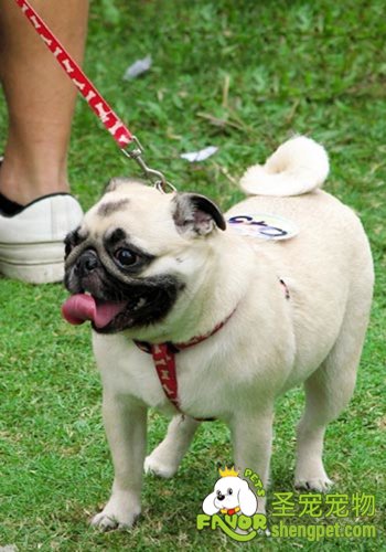 如何让巴哥犬有一个健康的体魄