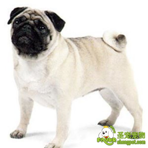 巴哥犬在喂食时需要注意的事项