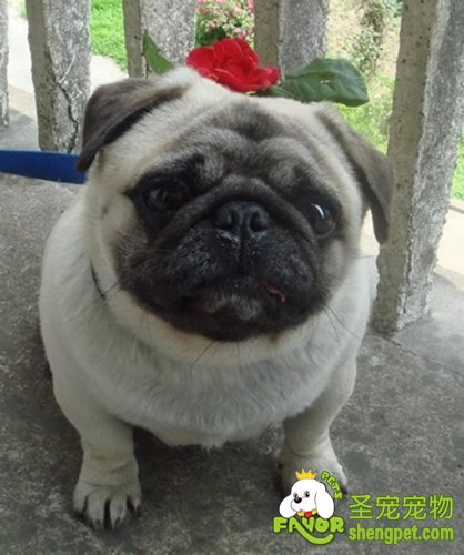 教你如何给短毛犬护理毛发的方法