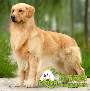 如何挑选一只健康的金毛猎犬