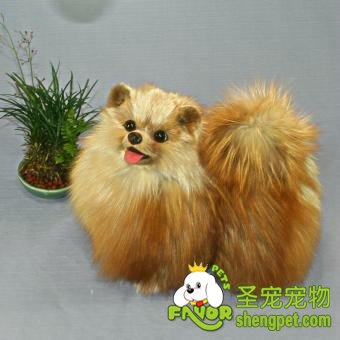 饲养比尔德长毛犬的方法