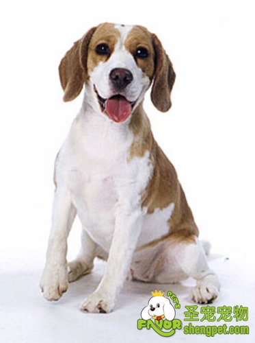 比格犬的饲养方法