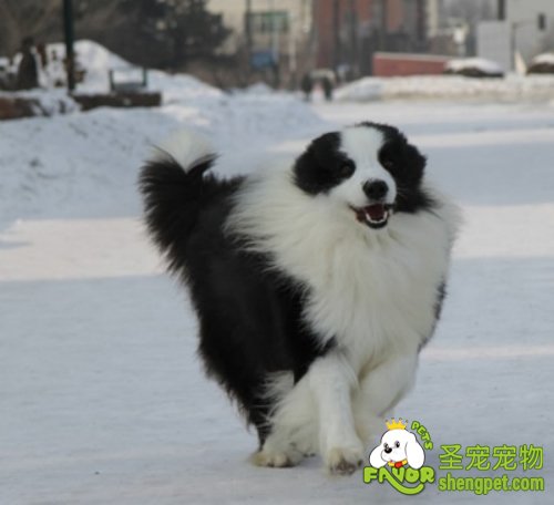 狗狗一天的活动量的安排