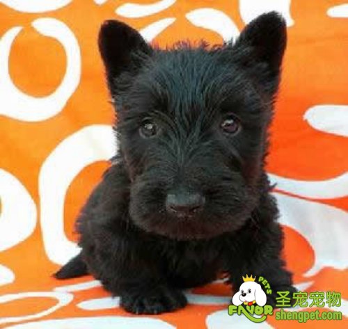 狗狗外耳炎疾病的诊断和治疗方法