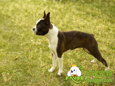 波士顿梗犬