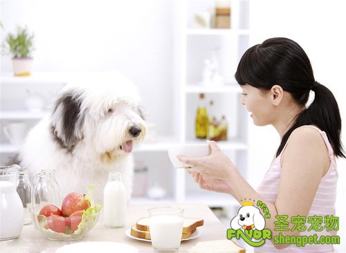 哪些食物可以提高狗狗的免疫力