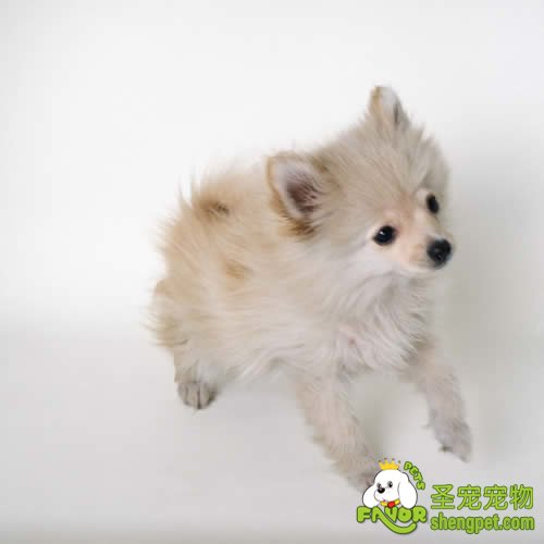 狗狗的肛门囊腺炎及化脓性感染疾病的诊断和治疗