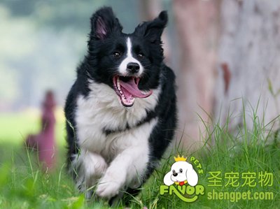 边境牧羊犬