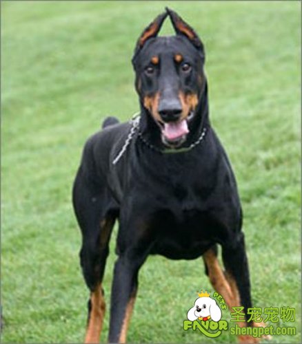 如何判断一家宠物医院的好坏