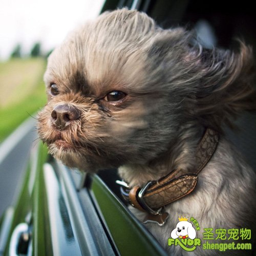 带狗狗坐车各种问题的解决方法