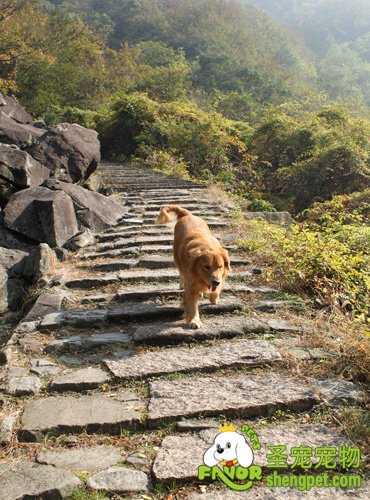 狗狗爬山需要注意的事项