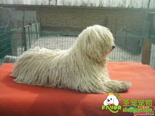 狗狗患发脓肿该如何治疗