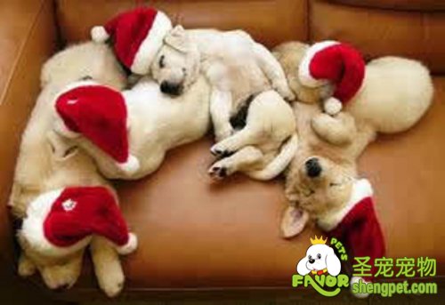 家里有幼犬时该如何照顾