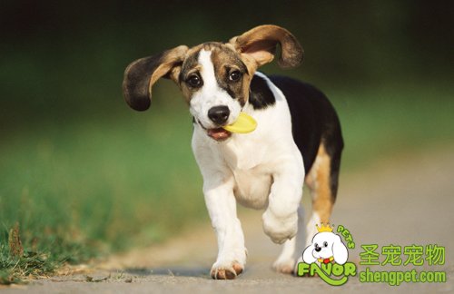 如何通过狗狗的笑话系统判断狗狗是否健康