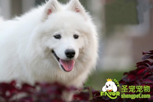 狗狗牙周炎疾病的诊断和治疗