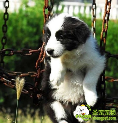 狗狗外出不小心得了外伤病该怎么办