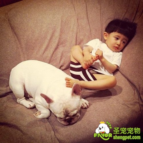 如何处理狗狗和孩子之间的关系