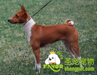 冠军狗是如何繁殖出来的