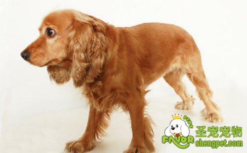 金毛犬髋关节发育不良怎么办