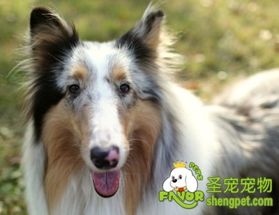 苏格兰牧羊犬