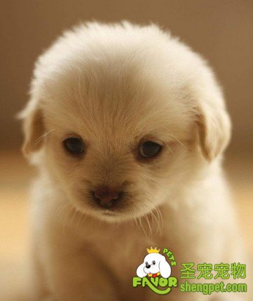 从哪方面可以看出狗狗主人是否是个好主人