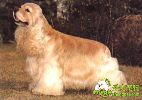 可卡犬的耳朵疾病预防方法