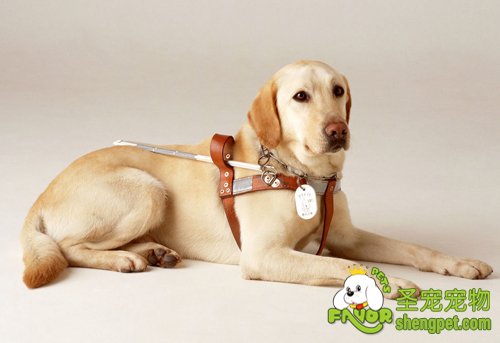 服务犬给人类的健康带来的好处有哪些