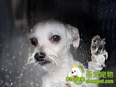 狗狗洗澡需要注意哪些事项