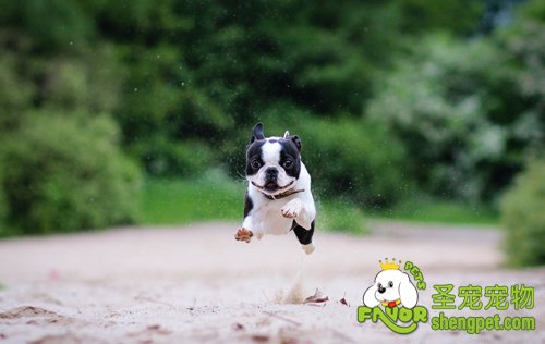 狗狗也需要锻炼身体