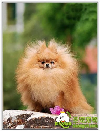 狗狗身上的毛竖起来的原因是什么