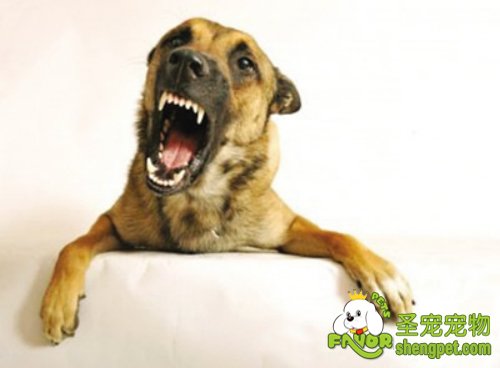 挑逗狗狗的祸患