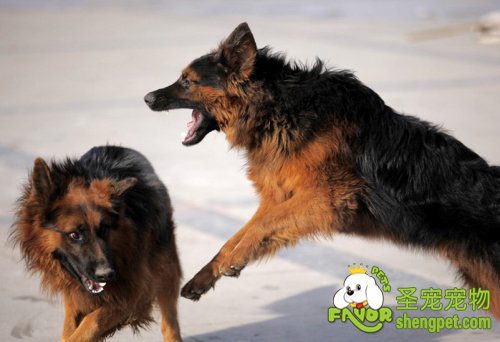 狗狗袭击你该怎么办