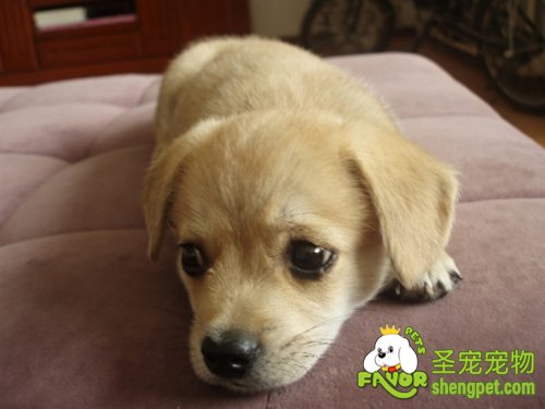 狗狗的心里试验