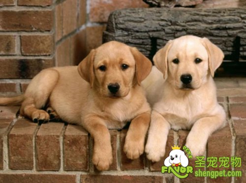 狗狗是如何恋爱的