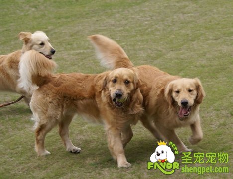 狗狗各种能力的培养