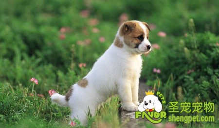 带狗狗出游的全套攻略