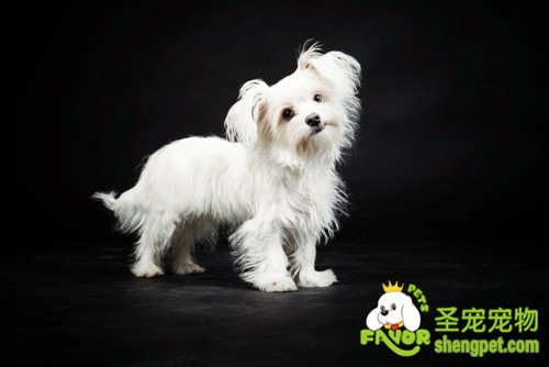 狗狗夜间的视力是人的5倍